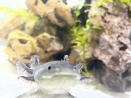 Axolotl question