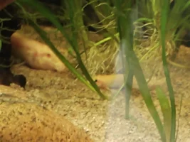 Slimmed Down Fish Room Journal