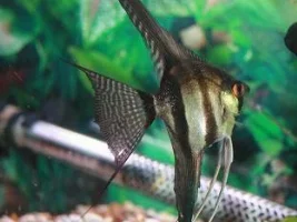 2 New Veiltail Angels
