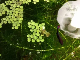 Betta tank ideas