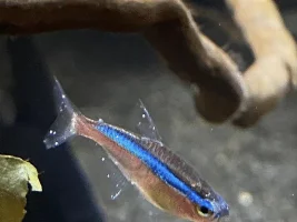 Angelfish with dropsy