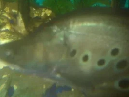 White Cluster On Fish