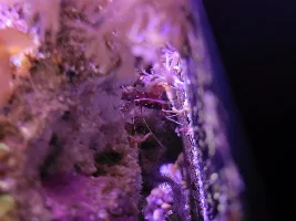 Drakal's reef tank : RedSea Max Nano