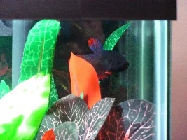 Got My New Betta!