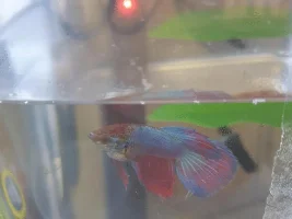 (Need Help) Betta Fish still bloated after 3 days of fasting and daily Epsom salt baths.