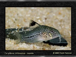 Ok, Someone Asked For A List Of My Corys