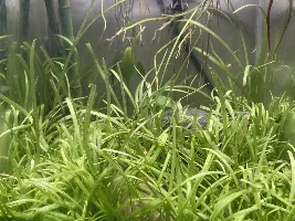 Ris fish nano