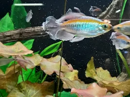 Whats your favorite tetra and why?