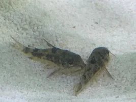 Do my punctatus cory catfish have ich?