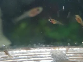 Just found a few fry during Water change