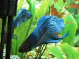 My Beautiful New Betta "big Blue!" See Pics!
