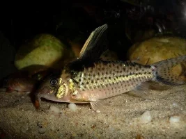 Does Anybody Have A Picture Of A Really Big Cory?