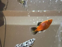 Unexpected surprise