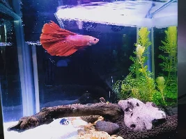 I think my Betta has fin rot. Can you please help me identify?