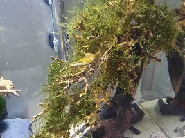 Is this fin rot?