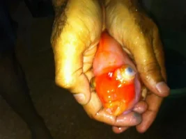 Parrot Fish Eye Bloated
