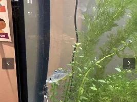 Just picked up 4 Africans need help identifying