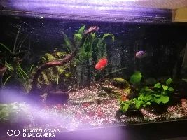 Possible options to go with my pair of jewel cichlids?