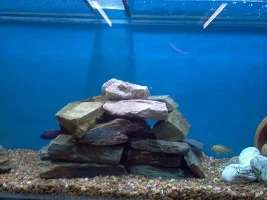 My New 115 Gallon Malawi Tank