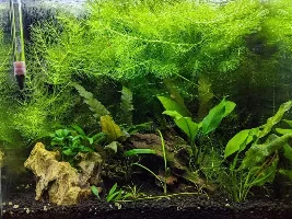 Algae Identification, if that's what it is and discussion (pics Included)