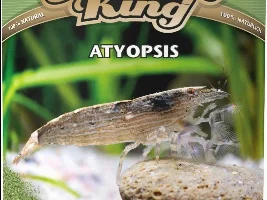 Atya gabonensis