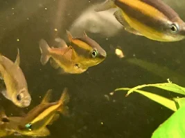 VOTE NOW - December 2024 Fish of the Month Contest(Any Fish)