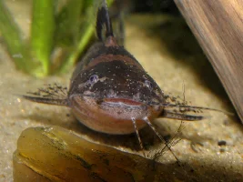 Microglanis sp.