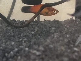 Platties at bottom of tank