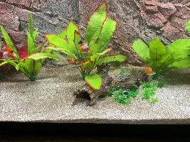 Started my Fishless cycle