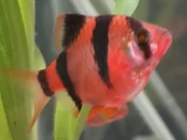 Tiger barb male or female?