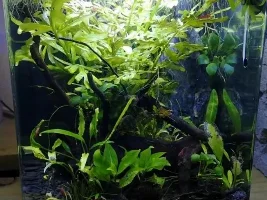 What Criterion would need to met to qualify as a Heavily Planted Tank