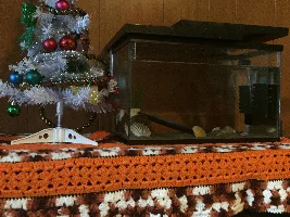 Good tank size for betta?