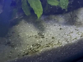 what is this in my tank is it snail eggs