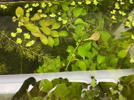 A Walstad Tank...