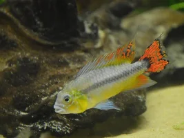 New Species: Apistogramma Kullanderi