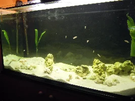 Suitable tank mates again
