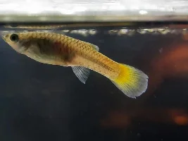 New guppy mama