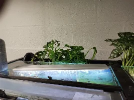 peace lilies going into hang on planters to grow out of a couple tanks...