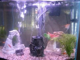 Fish Dying, Need Help Starting Over!