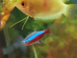 DGD In Honey Gourami?