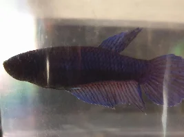 Are those Betta fish male or females?
