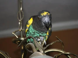 VOTE NOW - November 2024 Pet of the Month Contest