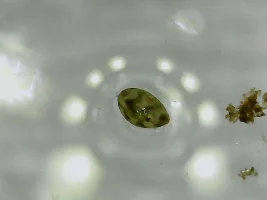 Ostracods in shrimp tanks