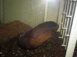 took some pics of my oscars falling asleep
