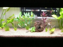 Few Pics Of My Tank