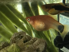 Is my fish pregnant?