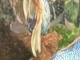 At what point do the long fins effect quality of life, for a fish???