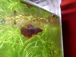 My new Betta!