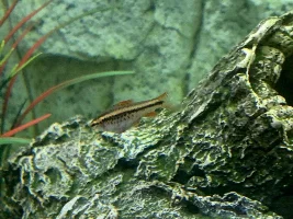 Cherry Barb - Red Bulge