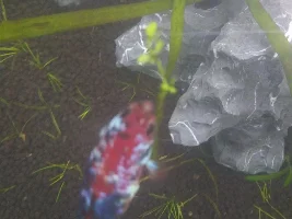 Help identifying this tiny plant